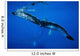 Hawaii, An underwater view of the tail of a humpback whale Wall Mural
