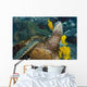 Hawaii, A green sea turtle being cleaned by yellow tangs Wall Mural