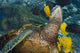 Hawaii, A green sea turtle being cleaned by yellow tangs Wall Mural