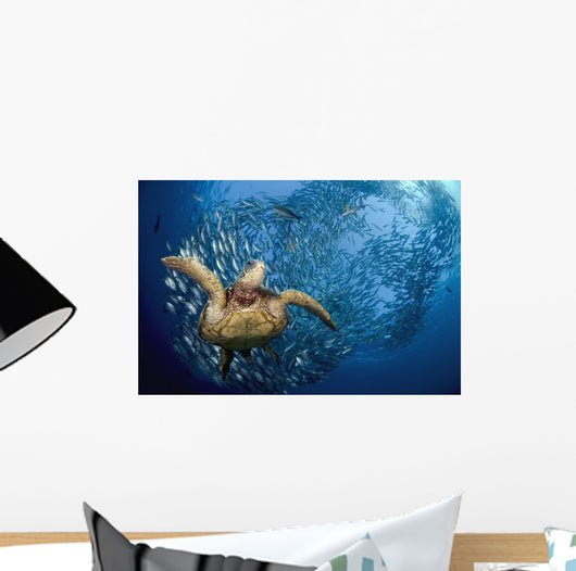 glides below a school of Bigeye Jacks Wall Mural