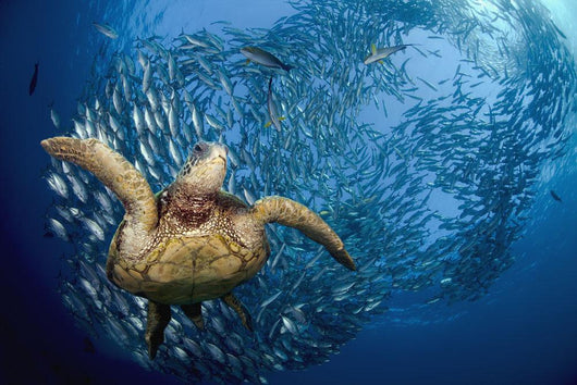 glides below a school of Bigeye Jacks Wall Mural