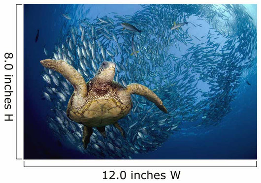 glides below a school of Bigeye Jacks Wall Mural
