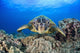 Hawaii, Maui, A wide angle of a green sea turtle viewed straight on Wall Mural