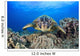 Hawaii, Maui, A wide angle of a green sea turtle viewed straight on Wall Mural