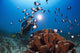 A photographer lines up on a group of Hawaiian domino damselfish Wall Mural