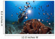 A photographer lines up on a group of Hawaiian domino damselfish Wall Mural