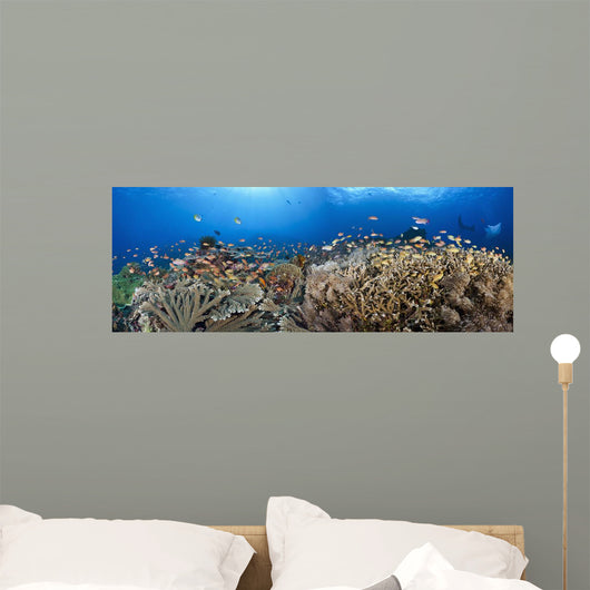 schooling anthias and manta rays in a reef scene Wall Mural