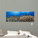 schooling anthias and manta rays in a reef scene Wall Mural