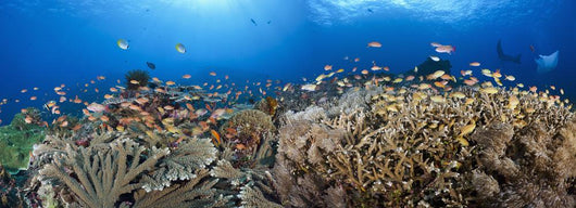 schooling anthias and manta rays in a reef scene Wall Mural