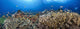 schooling anthias and manta rays in a reef scene Wall Mural