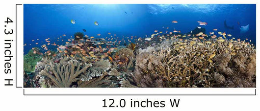 schooling anthias and manta rays in a reef scene Wall Mural