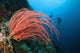 Indonesia, Divers and whip coral on ther reef Wall Mural
