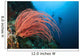 Indonesia, Divers and whip coral on ther reef Wall Mural