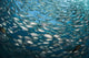 Schooling Bigeye Jacks above the Liberty Wreck Wall Mural