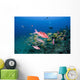 Hawaii, Maui, Whitesaddle goatfish Wall Mural