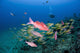 Hawaii, Maui, Whitesaddle goatfish Wall Mural