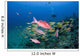 Hawaii, Maui, Whitesaddle goatfish Wall Mural