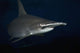 Hawaii, Scalloped hammerhead shark on the ocean floor Wall Mural