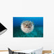 Hawaii, The spotted porcupinefish floating in deep blue pacific waters Wall Mural
