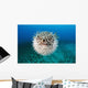 Hawaii, The spotted porcupinefish floating in deep blue pacific waters Wall Mural
