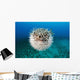 Hawaii, The spotted porcupinefish floating in deep blue pacific waters Wall Mural