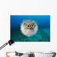 Hawaii, The spotted porcupinefish floating in deep blue pacific waters Wall Mural