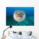 Hawaii, The spotted porcupinefish floating in deep blue pacific waters Wall Mural