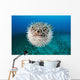 Hawaii, The spotted porcupinefish floating in deep blue pacific waters Wall Mural