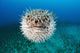 Hawaii, The spotted porcupinefish floating in deep blue pacific waters Wall Mural