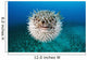 Hawaii, The spotted porcupinefish floating in deep blue pacific waters Wall Mural