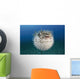 Hawaii, The spotted porcupinefish floating in deep blue pacific waters Wall Mural