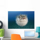 Hawaii, The spotted porcupinefish floating in deep blue pacific waters Wall Mural