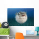 Hawaii, The spotted porcupinefish floating in deep blue pacific waters Wall Mural