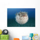 Hawaii, The spotted porcupinefish floating in deep blue pacific waters Wall Mural