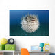 Hawaii, The spotted porcupinefish floating in deep blue pacific waters Wall Mural