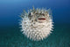 Hawaii, The spotted porcupinefish floating in deep blue pacific waters Wall Mural