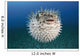 Hawaii, The spotted porcupinefish floating in deep blue pacific waters Wall Mural