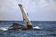 Hawaii, Humpback whale raises its pectoral fin above the surface Wall Mural