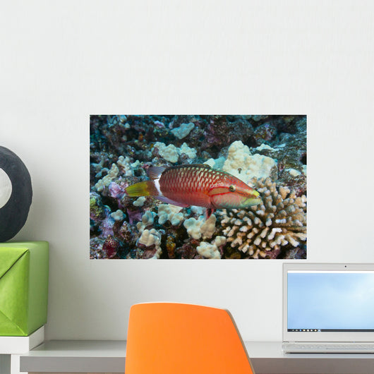 Hawaii, Ringtail wrasse swimming over a coral reef Wall Mural