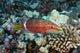 Hawaii, Ringtail wrasse swimming over a coral reef Wall Mural