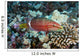 Hawaii, Ringtail wrasse swimming over a coral reef Wall Mural