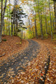Path in forest during autumn Wall Mural