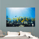 School of Yellow Tangs in the Hulupoe Bay Marine Preserve Wall Mural