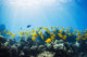 School of Yellow Tangs in the Hulupoe Bay Marine Preserve Wall Mural
