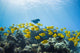 School of Yellow Tangs in the Hulupoe Bay Marine Preserve Wall Mural