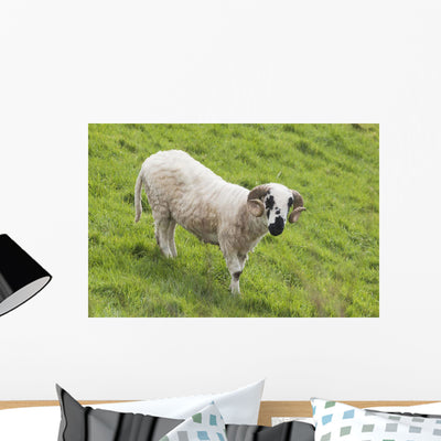 Black Faced Sheep Dingle Wall Mural shown on a wall