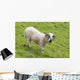 Black faced sheep;Dingle peninsula county kerry ireland Wall Mural