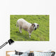 Black faced sheep;Dingle peninsula county kerry ireland Wall Mural