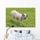 Black faced sheep;Dingle peninsula county kerry ireland Wall Mural