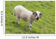 Black faced sheep;Dingle peninsula county kerry ireland Wall Mural